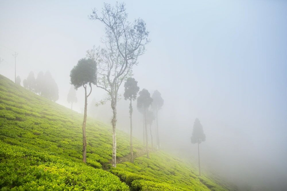 Фото Sourenee Tea Estate & Boutique Resort