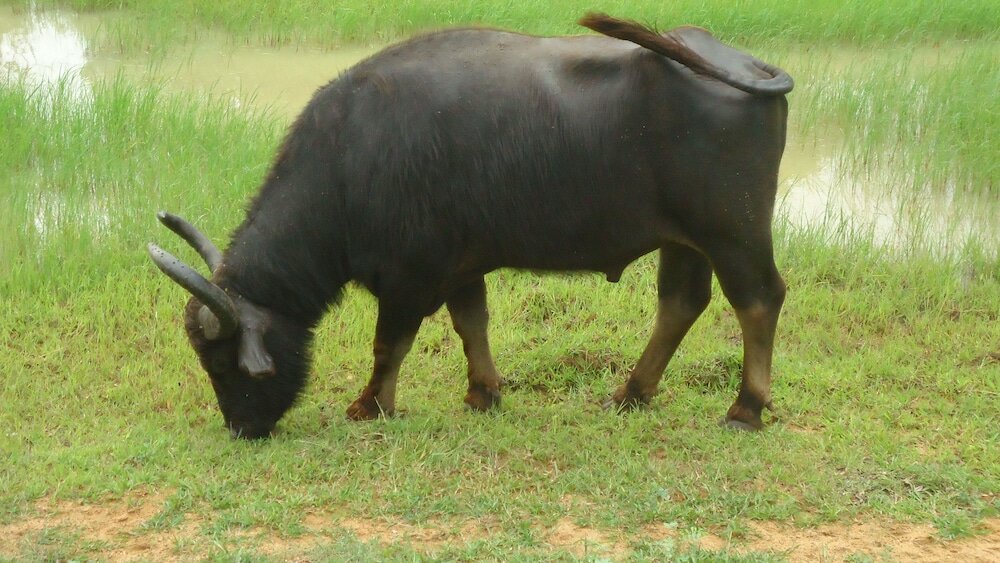 Фото Yala Big Game Drive with Heina Eco Team