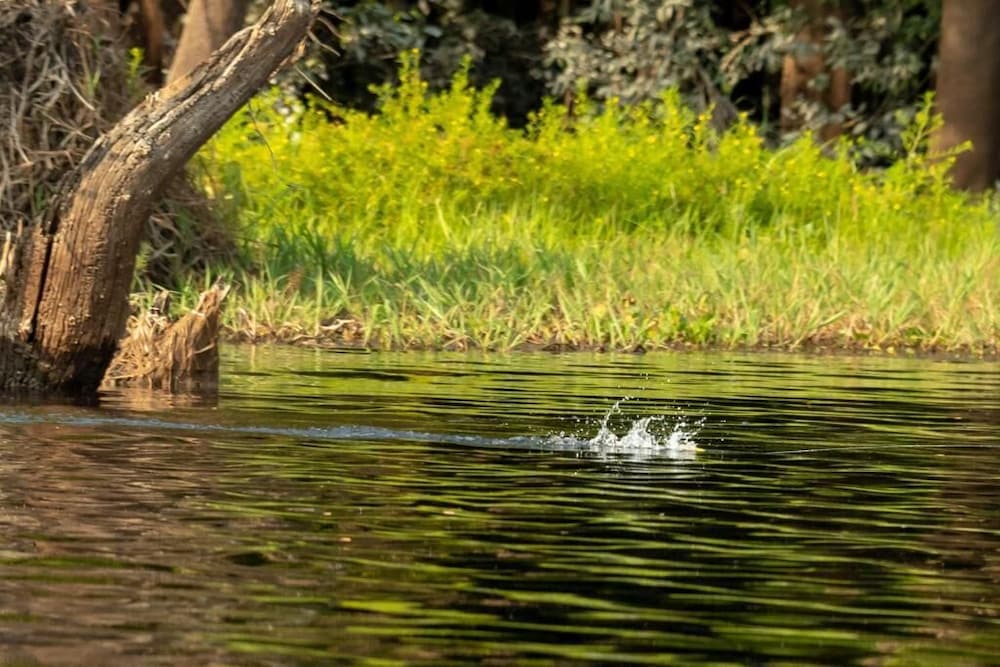 Фото Amazon Boto Lodge
