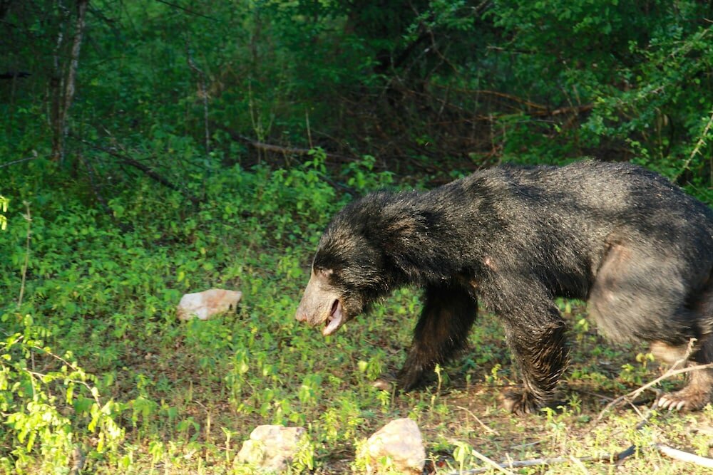 Фото Yala Safari Camping - All Inclusive