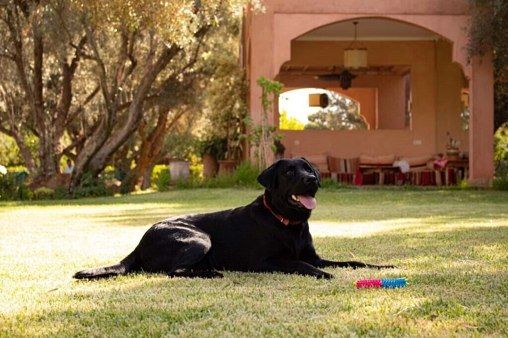 Фото GreenLife Marrakech