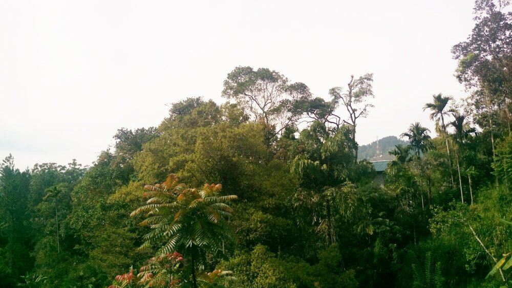 Фото Misty Elegance Ella