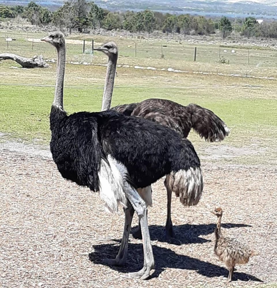 Фото Groeneweide