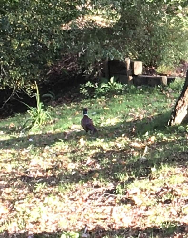 Фото Charming 1-bedroom Apartment Near South Downs