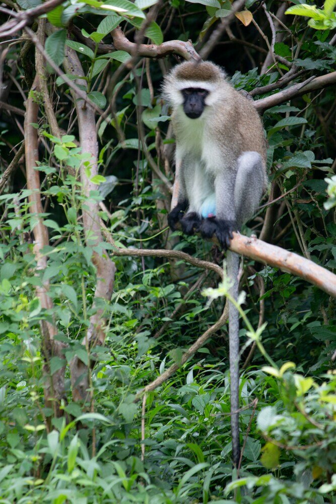 Фото Macheo Ecolodge Camping