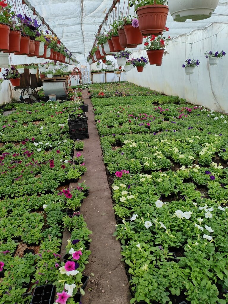 Garden center Сад-питомник Зубовский, Republic of Bashkortostan, photo