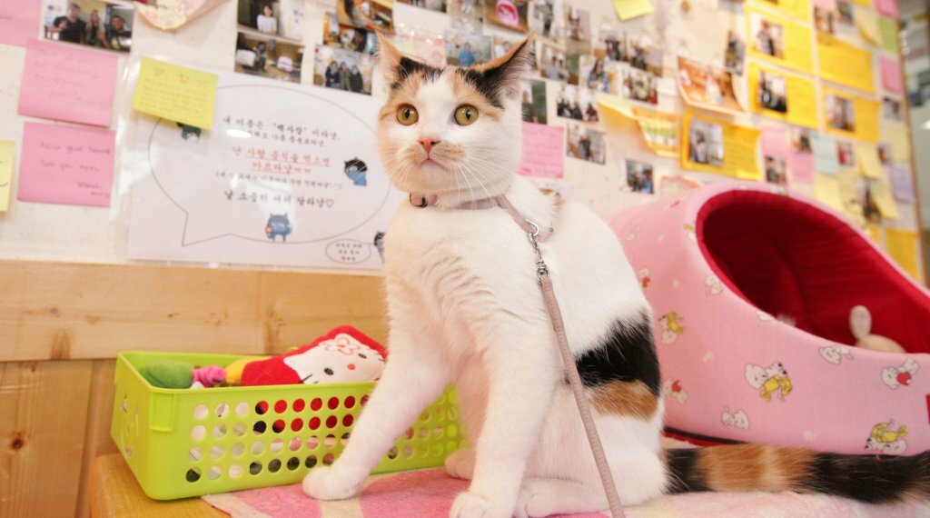 Фото Hi Korea Guest House - Hostel, Caters to Women