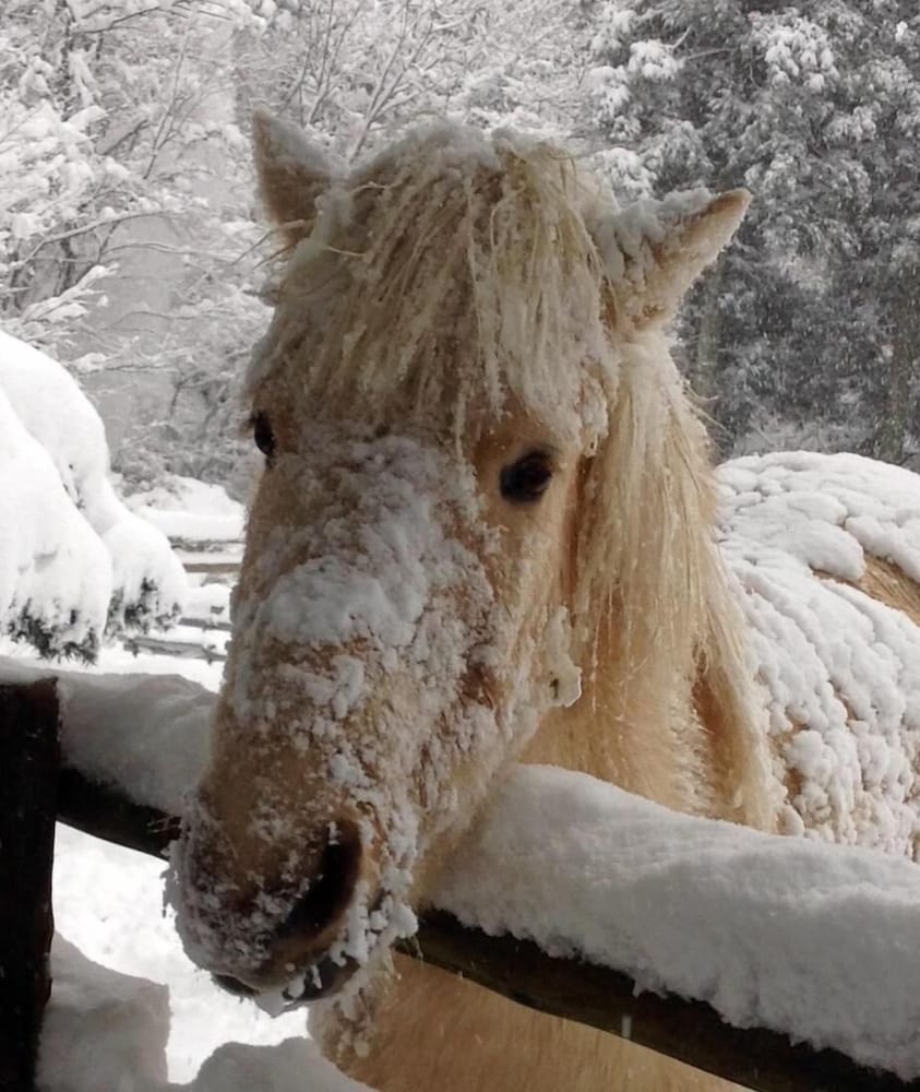 Фото Dosanko Mira Farm