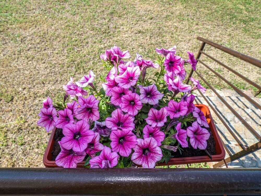 Фото Buongiorno Premium