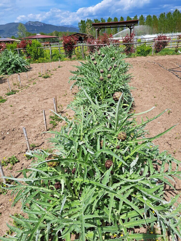 Фото Family Farm Soc. Agricola - Agriturismo