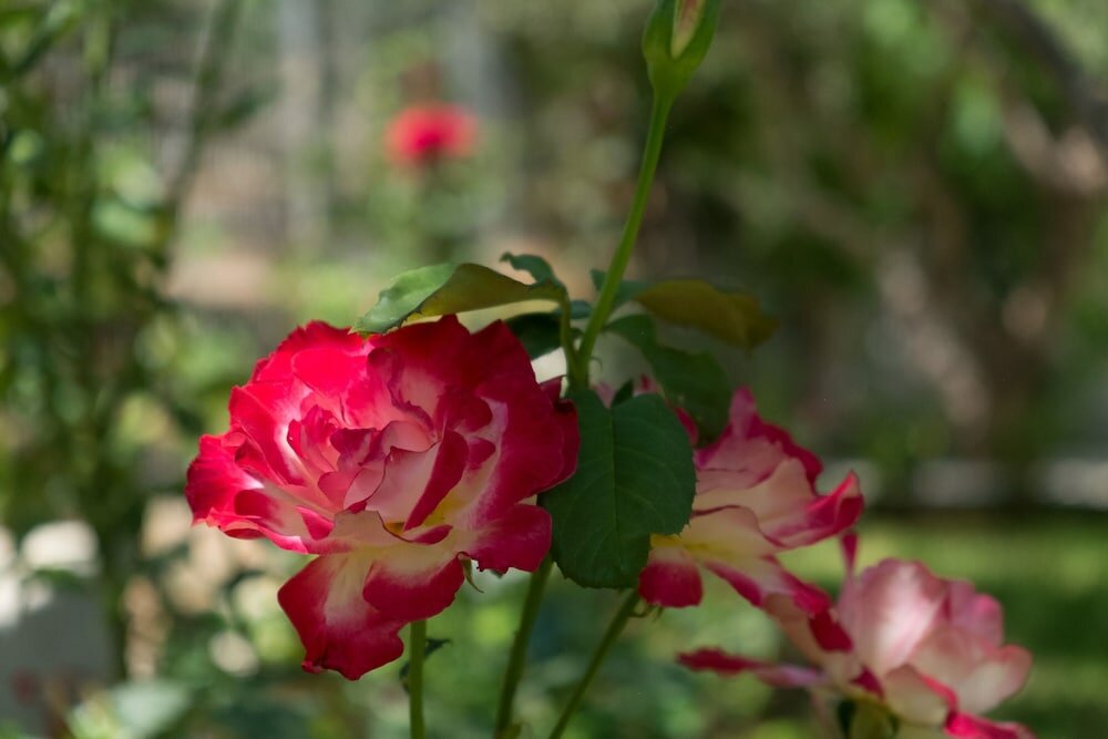 Фото Newly renovated Garden Flat