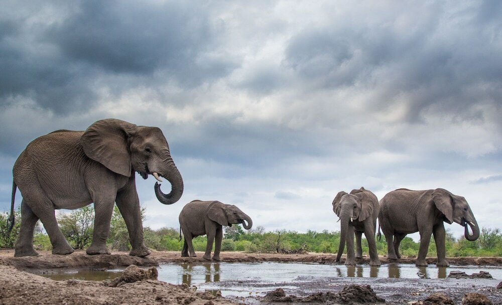 Фото Mashatu Tent Camp - Mashatu Game Reserve