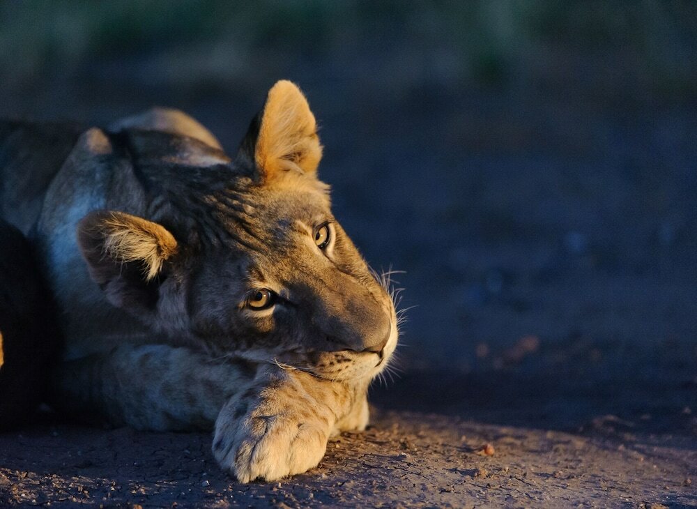 Фото Mashatu Tent Camp - Mashatu Game Reserve