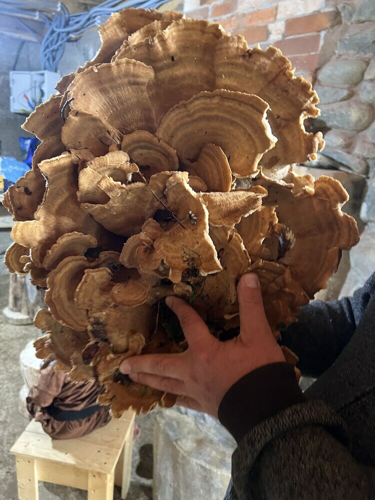 Фото Бахмаро