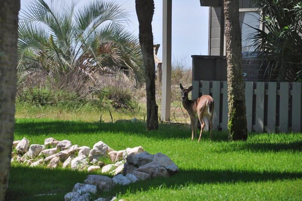 Фото 707 Silverside