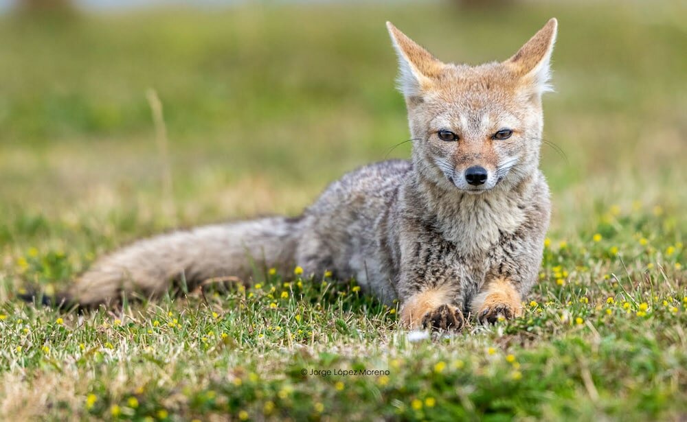 Фото Riviera Fueguina Apartments