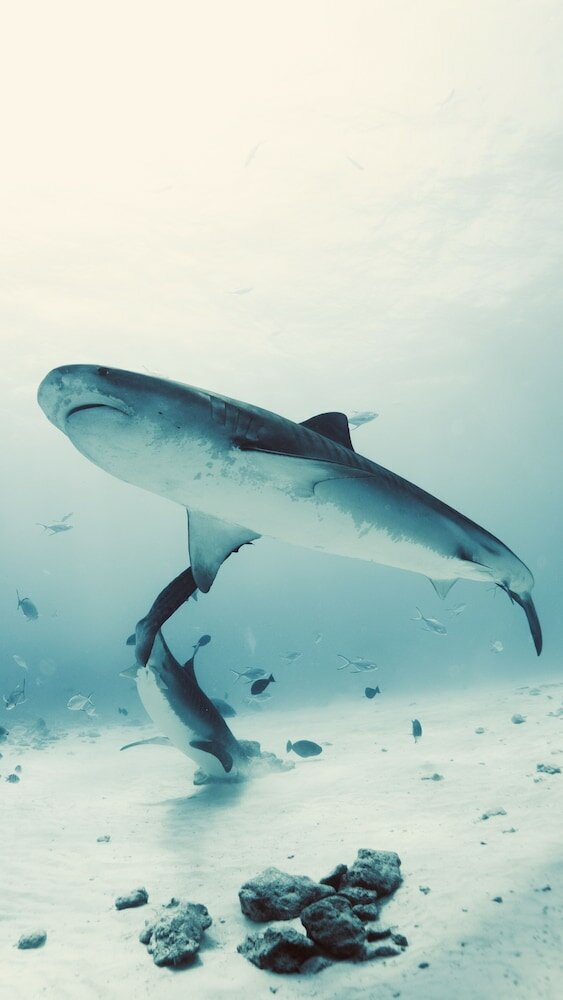 Фото Ataraxis Grand and SPA