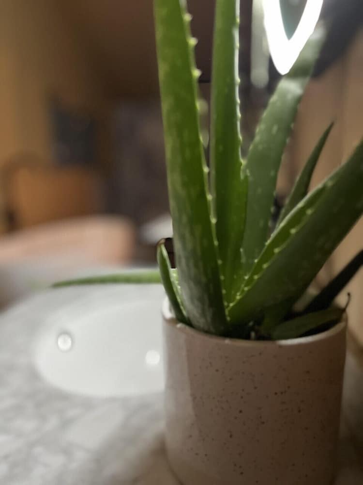 Фото Robin Hood Safari Tent