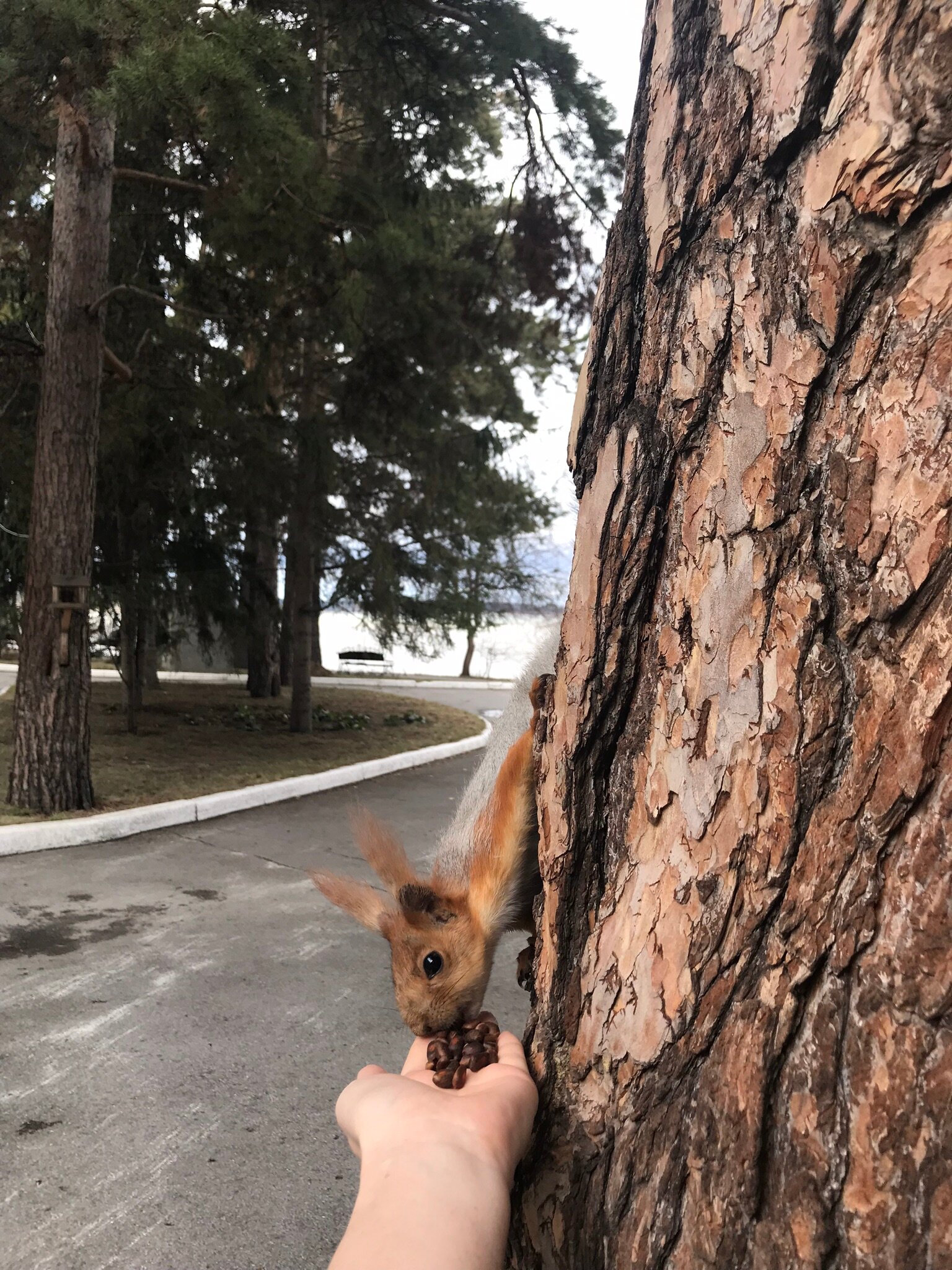 Фото Лесная сказка