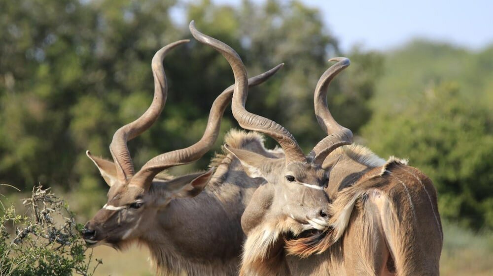 Фото Elephants Footprint Lodge