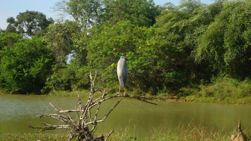 Фото Yala Big Game Drive with Heina Eco Team