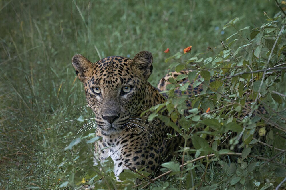 Фото Funky Leopard Safari Lodge Bordering Yala National Park - Hostel