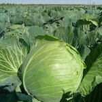 Terra Farm (Kostanay, Amangeldi kóshesi, 95), vegetables and fruit wholesale