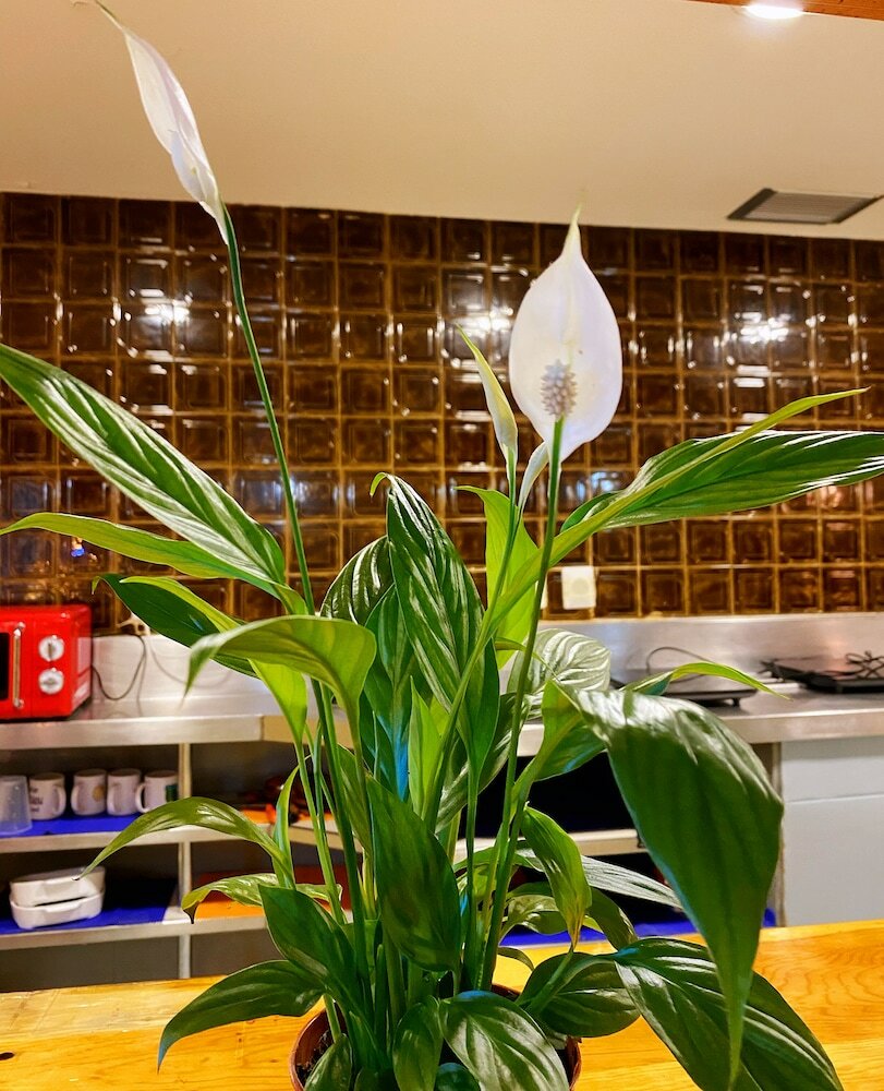 Фото Hostel Napoles