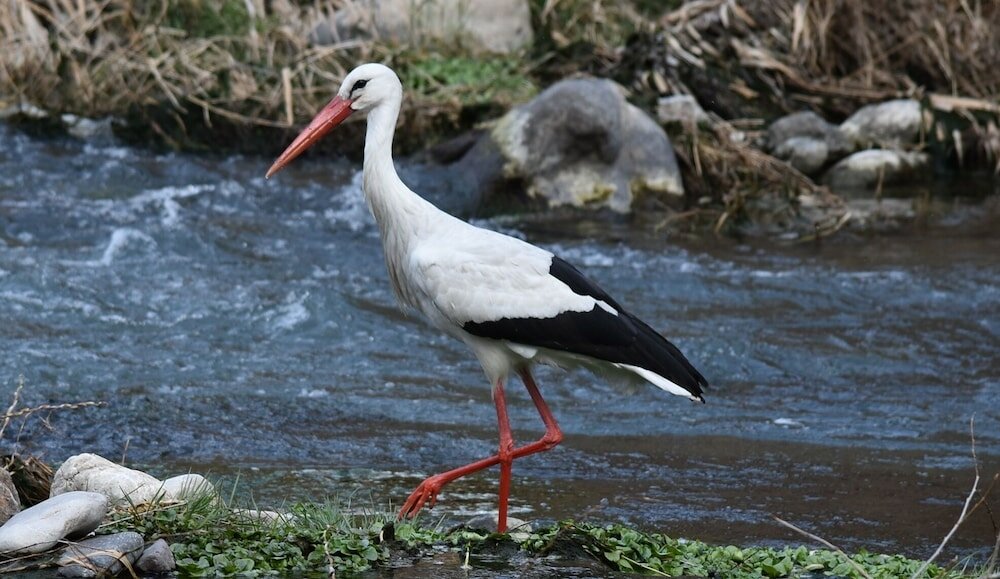 Фото Areni Lodge