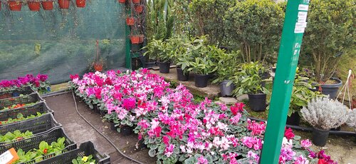 Sera ve bahçe ürünleri Sadovod, Soçi, foto