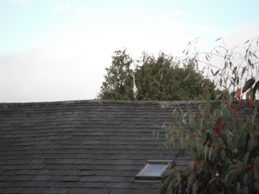 Фото Laurel Cottage B&b Windermere