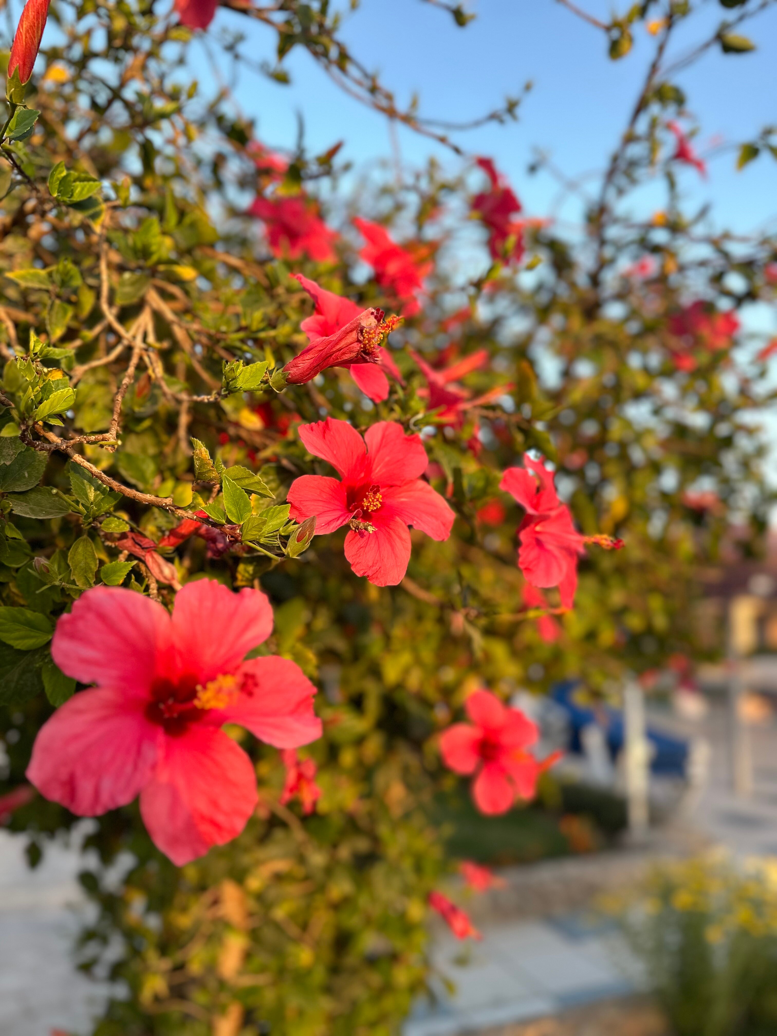 Фото Ali Baba Palace