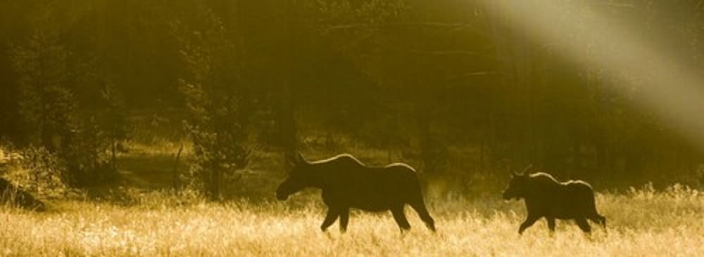 Фото RiverWalk Resort at Loon Mountain