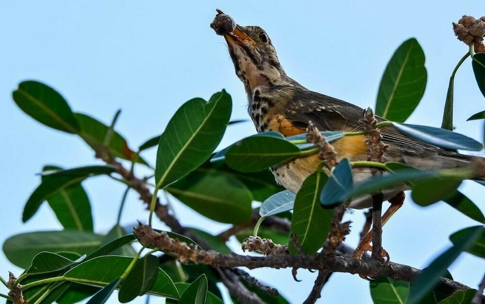 Фото Pierneef's Kraal