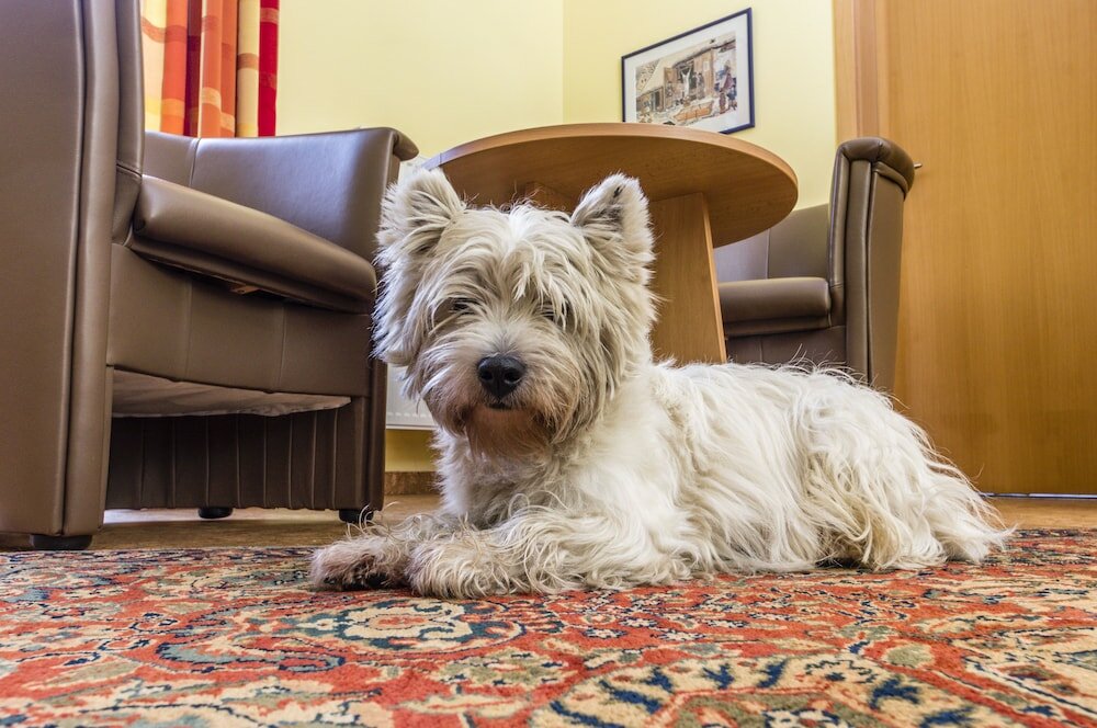 Фото Hotel Pavilon