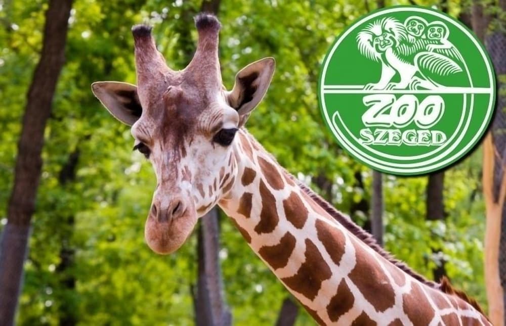 Фото Vén Diófa De Lux Panzió