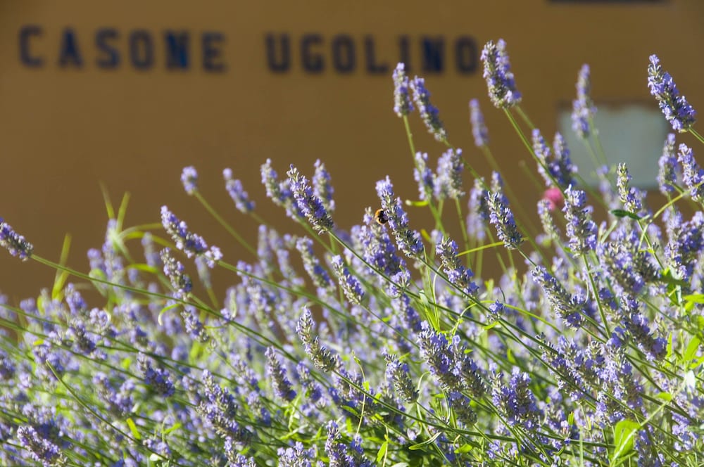 Фото Casone Ugolino