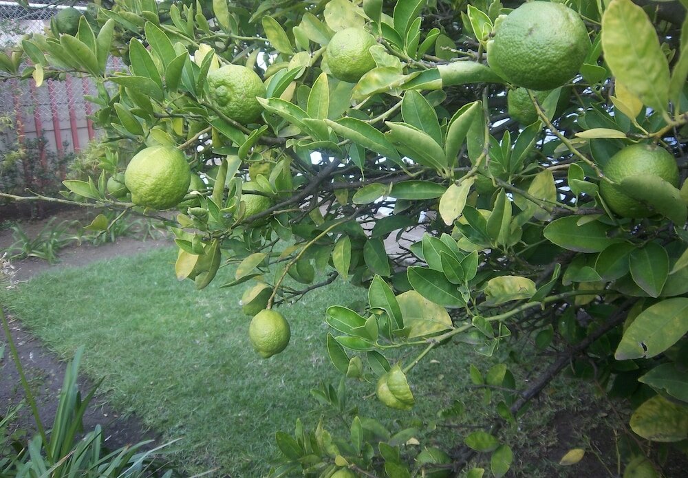 Фото Franchise Guest House