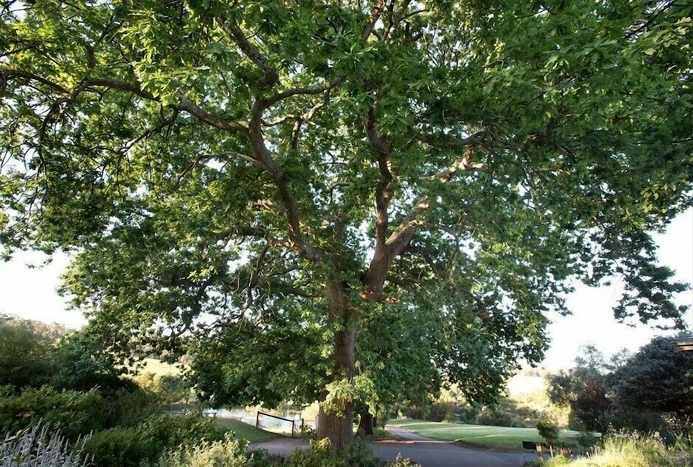 Фото Limetree Hideaway