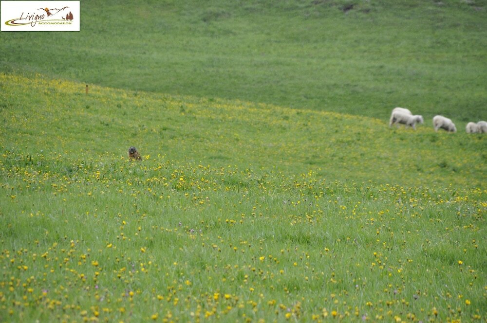 Фото Appartamenti Green