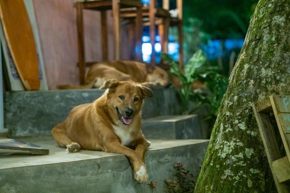 Фото Surf & Yoga Mirissa