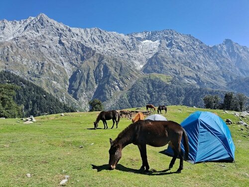 Гостиница Hostel Hikers World в Дхарамсале