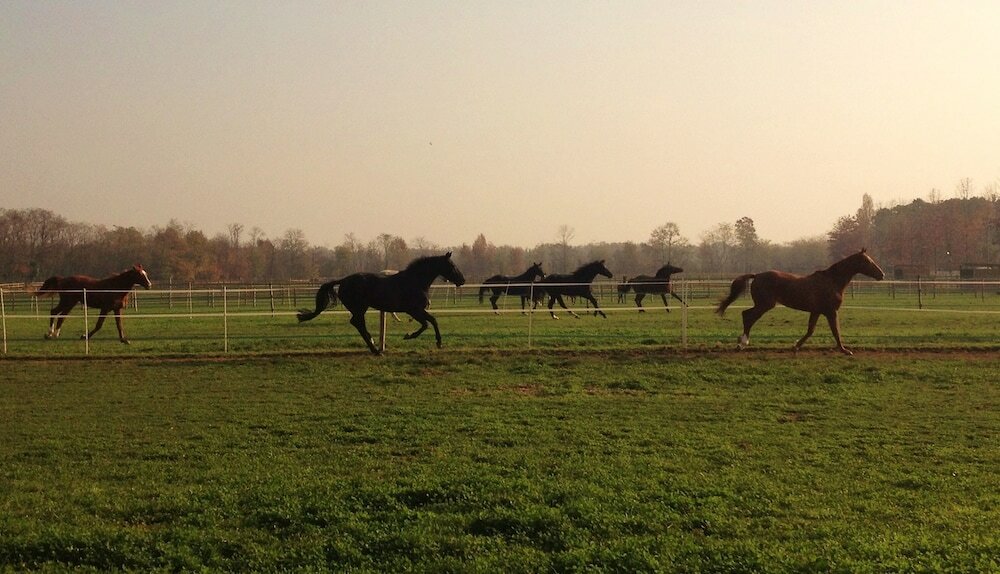 Фото Agriturismo Il Boschetto