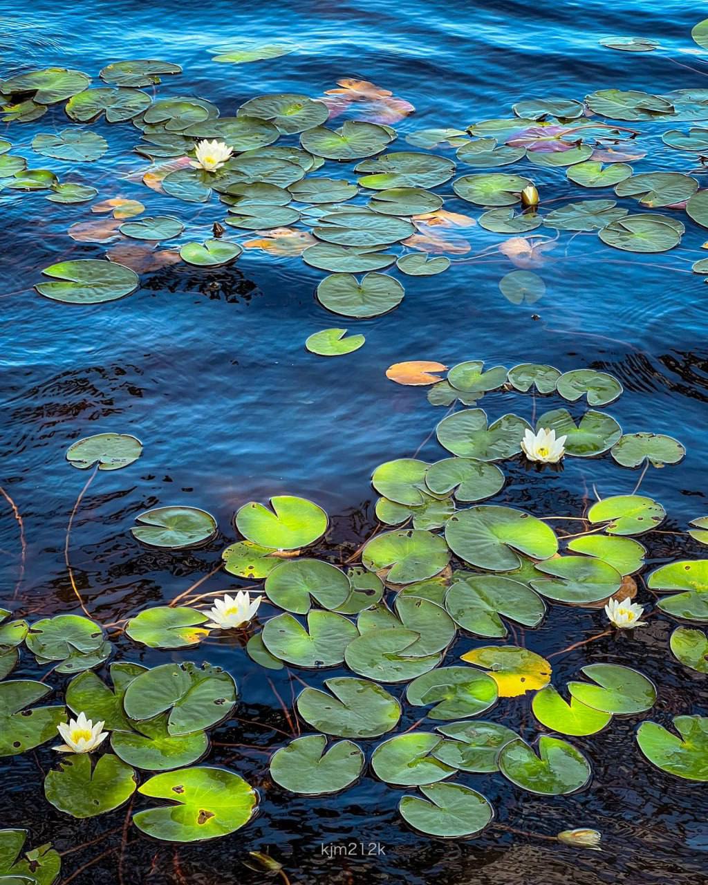 Фото Утиная история