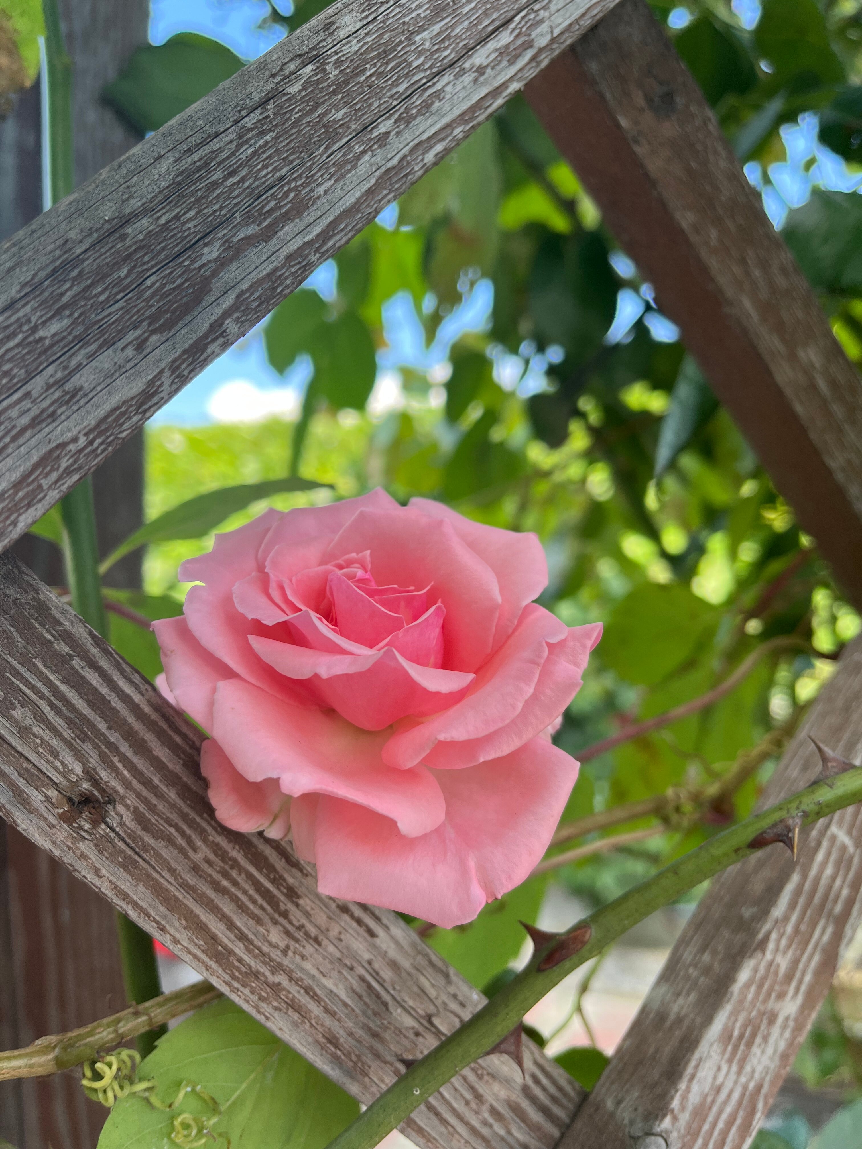 Фото Дом Leto