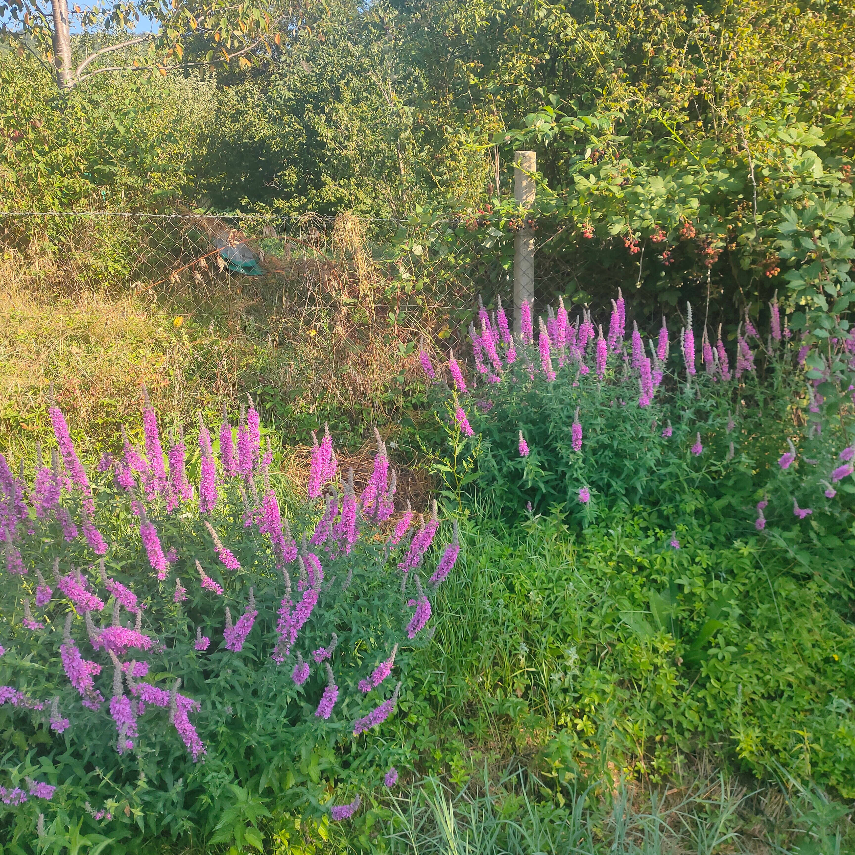 Фото Богатое ущелье
