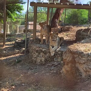 Antalya Hayvanat Bahçesi (Kepezaltı piknik sahası içerisi, 07192 Döşemealtı/Antalya), hayvanat bahçeleri  Kepez'den