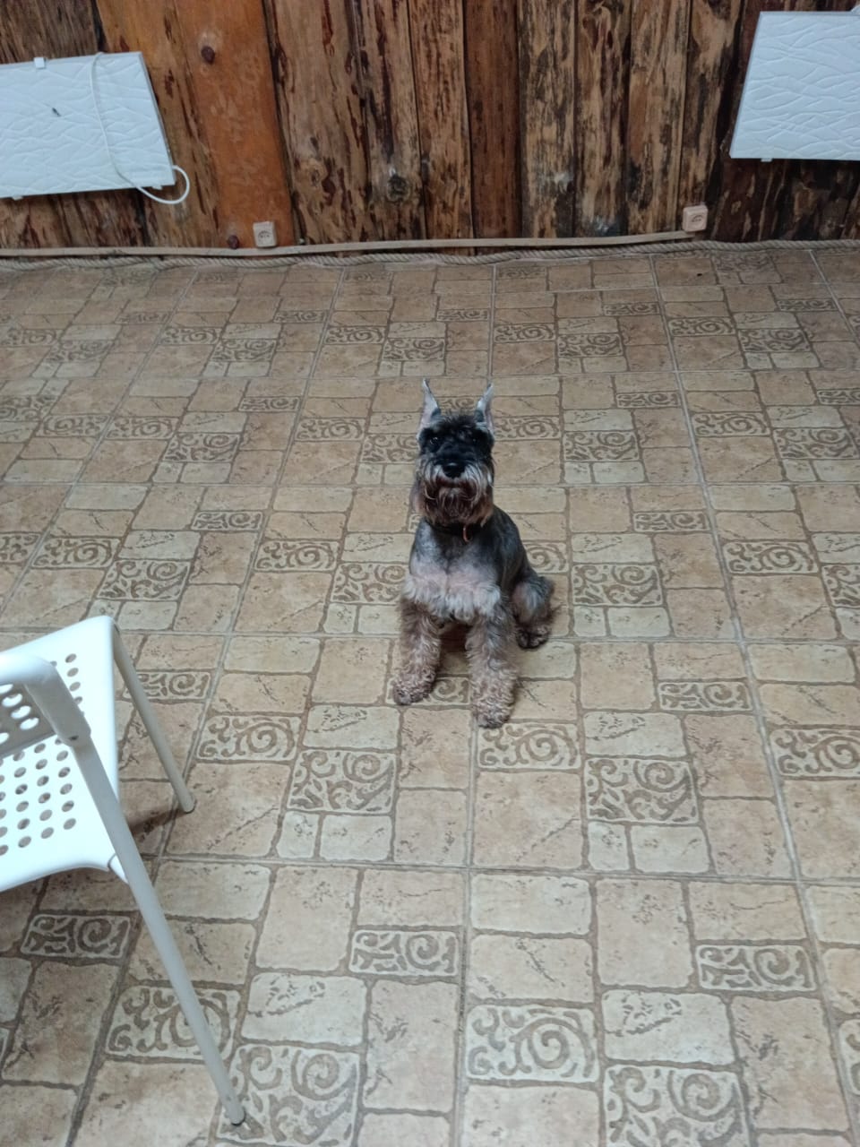 Фото Дом Совы