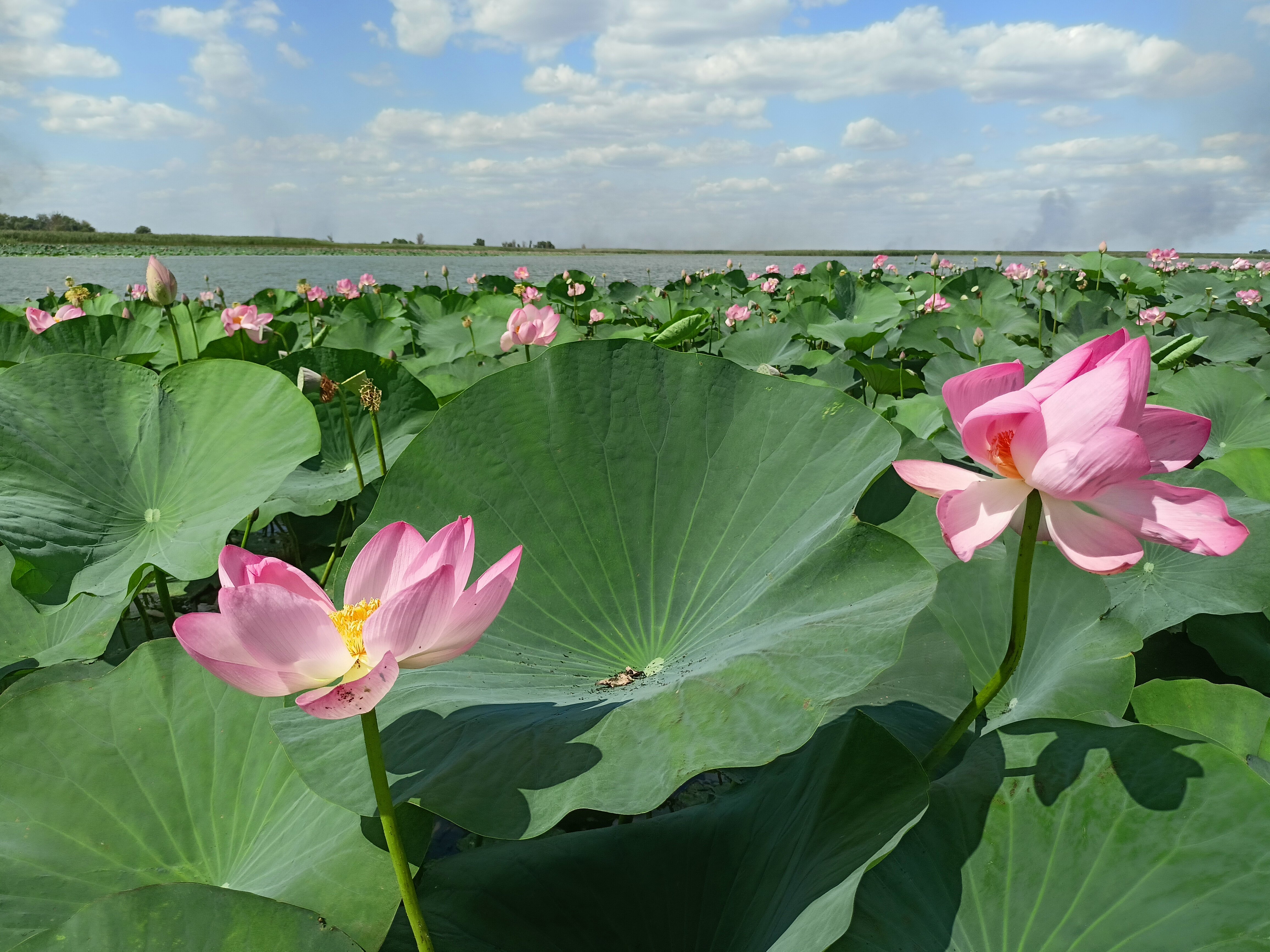 Фото Усадьба Гандурино