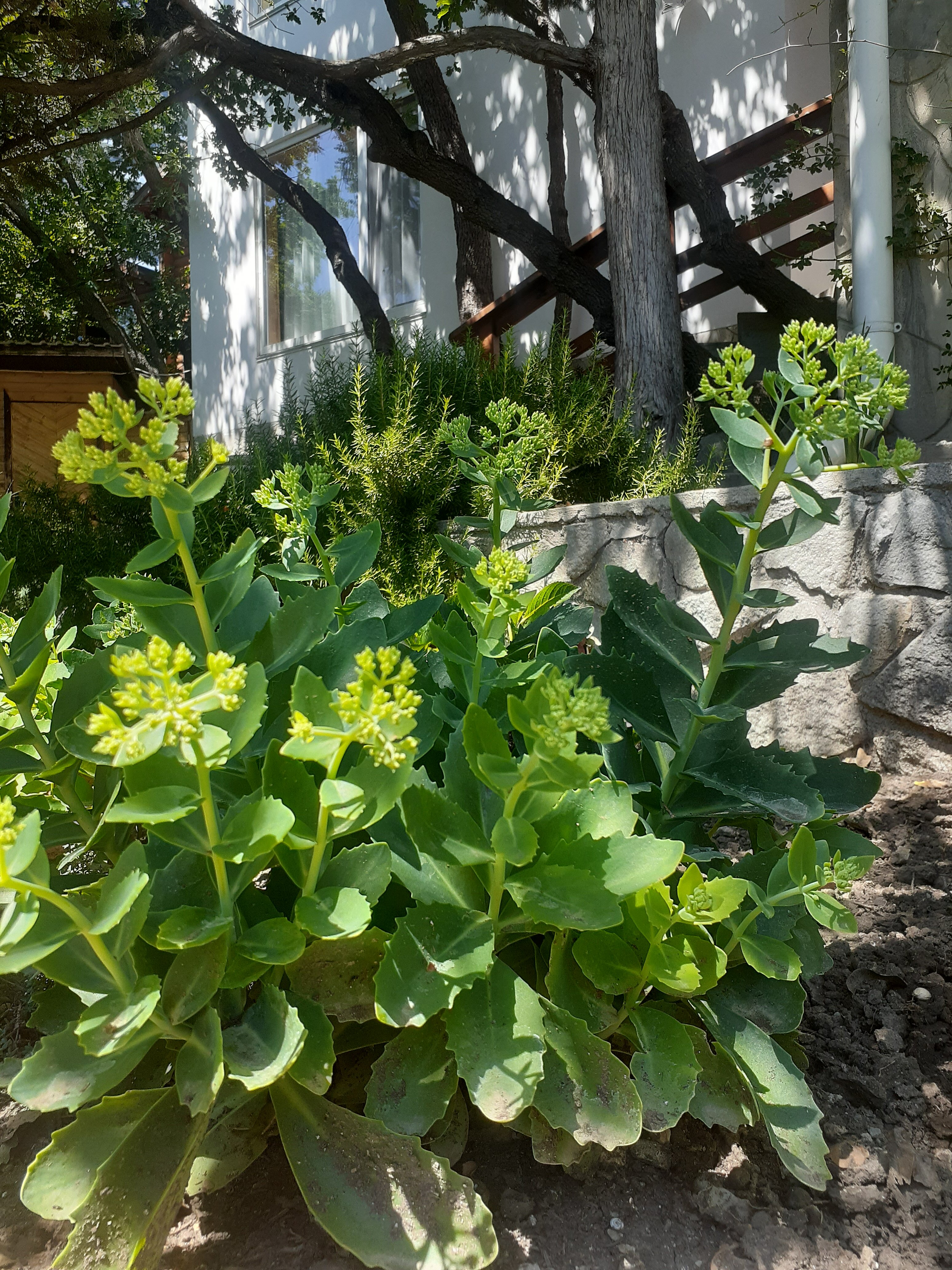 Фото Дача Фисташка